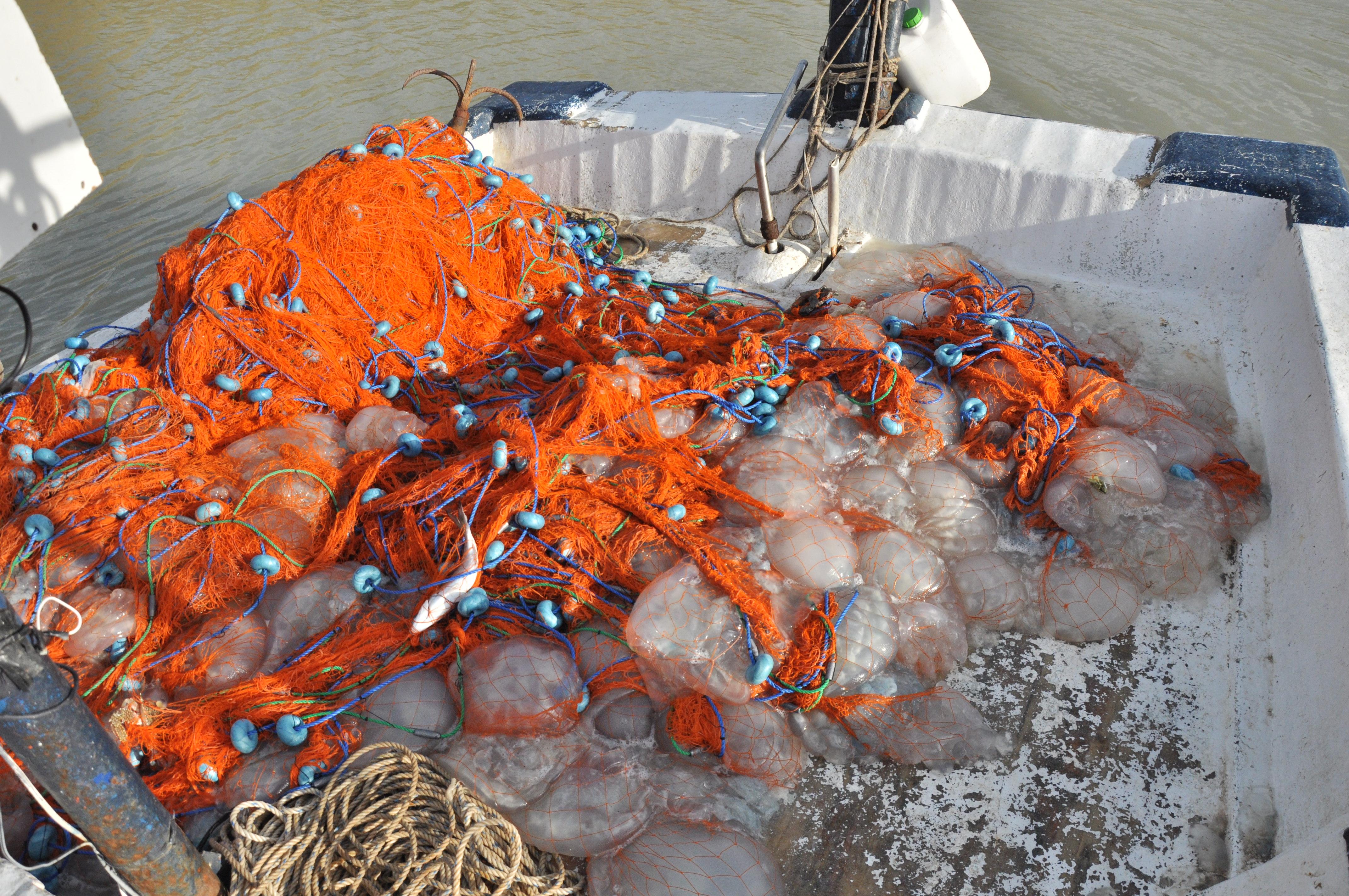 Akdeniz'de avlanan balıkçıların ağları ölü göçmen denizanalarıyla doldu
